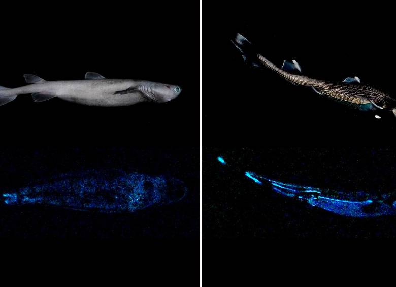 Encuentran el tiburón luminoso más grande del mundo