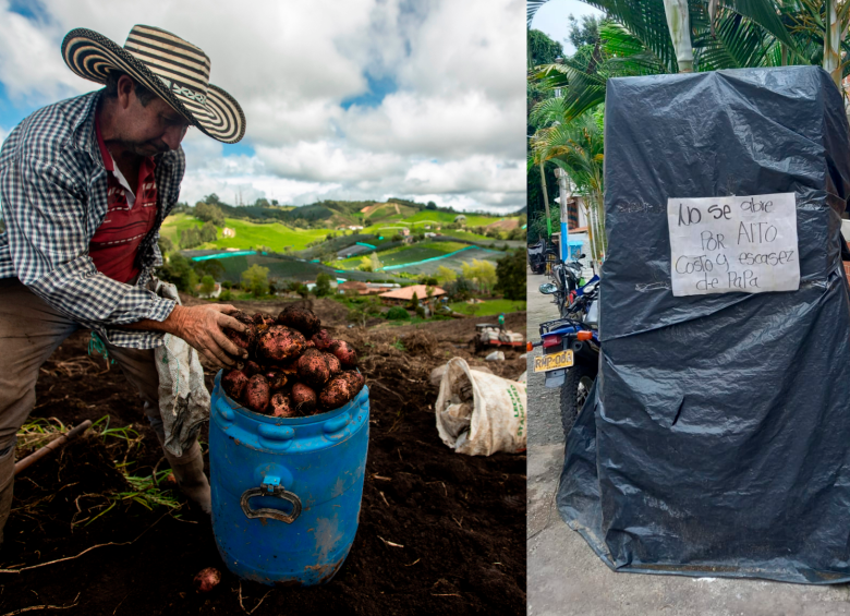 Cultivadores y puestos de salchipapa expresan preocupación por alto costo de la papa. FOTOS EL COLOMBIANO.