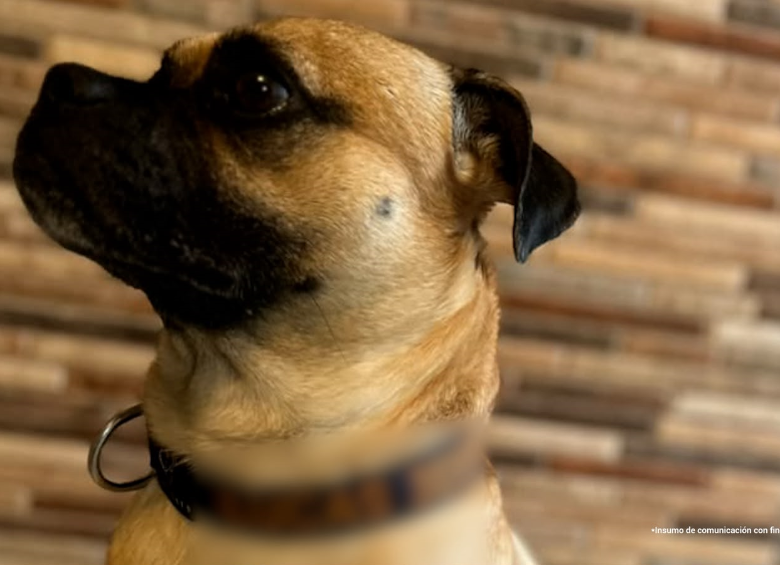 Según la Fiscalía, Edgar Alexander Montañez sometió de manera reiterada al perro, Lucas a golpes y otras conductas violentas que le ocasionaron lesiones, sufrimiento y afectaciones acreditadas mediante peritajes veterinarios. Entre las razones de la agresión está la de vengarse se su pareja sentimental. Foto Cortesía