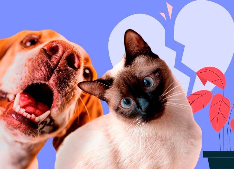 ¿Hay una mascota perfecta para acompañar una tusa por amor?