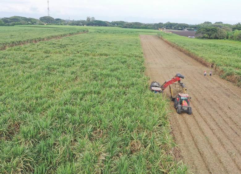 Riopaila Castilla redujo en 43% el consumo de agua para producir azúcar