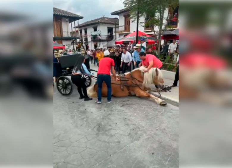 El caballo se desplomó durante un desfile de las Fiestas de los Negritos. FOTO: CORTESÍA DENUNCIAS ANTIOQUIA