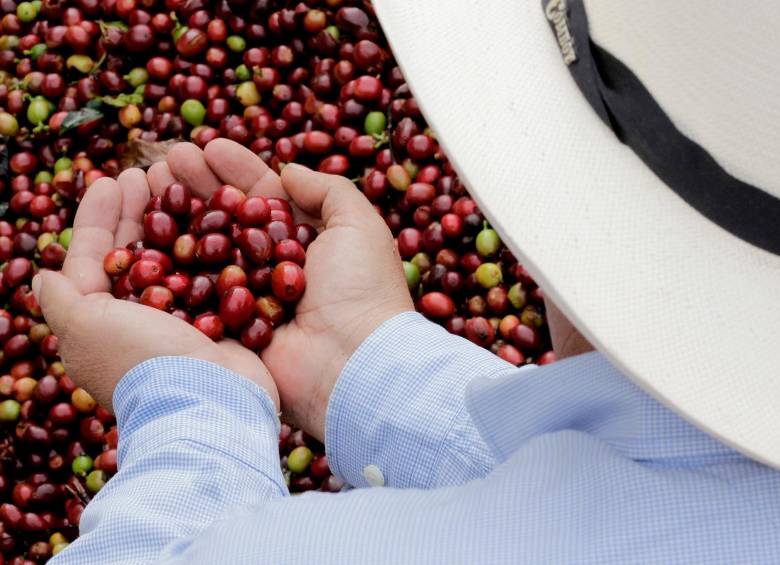 La producción del año cafetero 24/25 que comenzó el pasado mes de octubre, alcanza una cifra de 7,6 millones de sacos con un crecimiento del 37%.