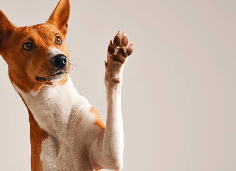 ¿Cómo elegir el nombre ideal para tu mascota?