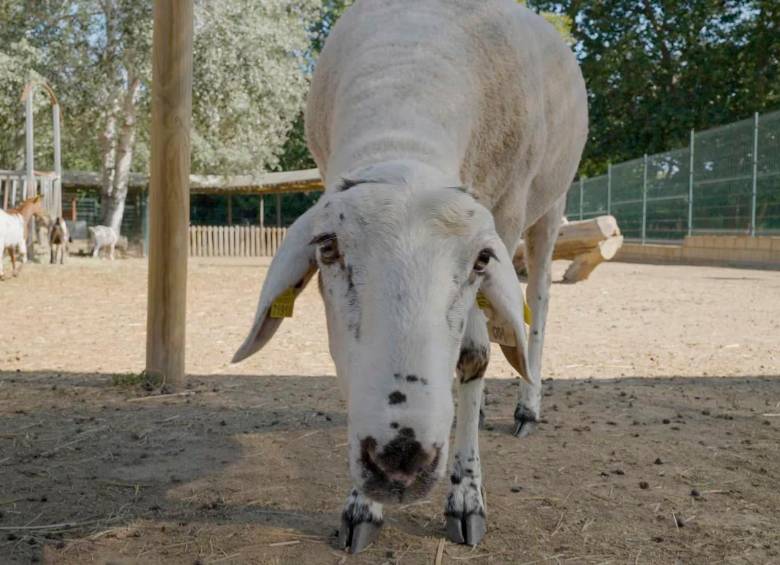 Gaia ya tiene 13 meses. Su año de vida equivale, aproximadamente, a diez años en un ser humano. FOTO: Cortesía Fundación La Caixa