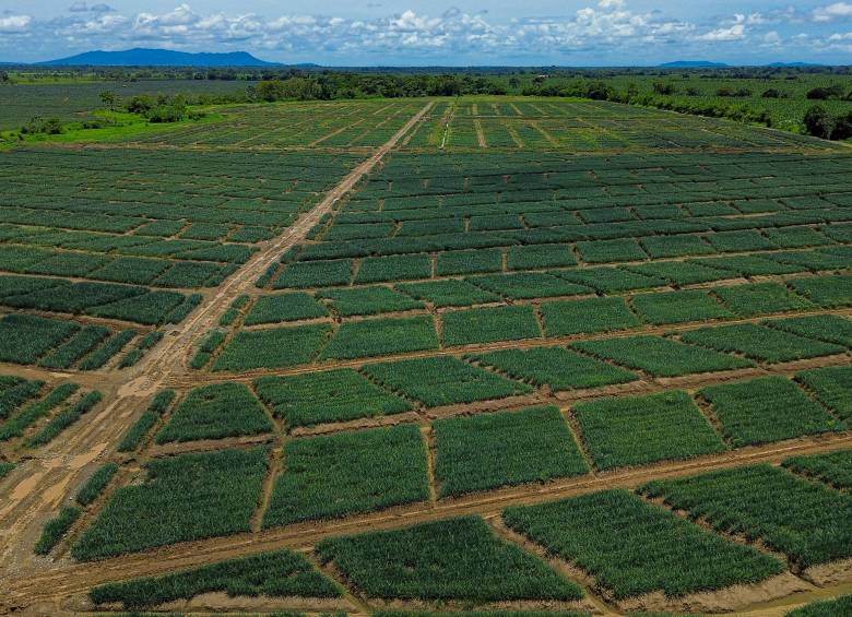 Pie de foto: Urabá no solo es una región agrícola, sino una plataforma exportadora estratégica cada vez más diversificada. FOTO: Manuel Saldarriaga