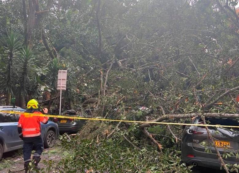 Bomberos Medellín atendió el colapso de este árbol en el primer parque de Laureles. FOTO: CORTESÍA