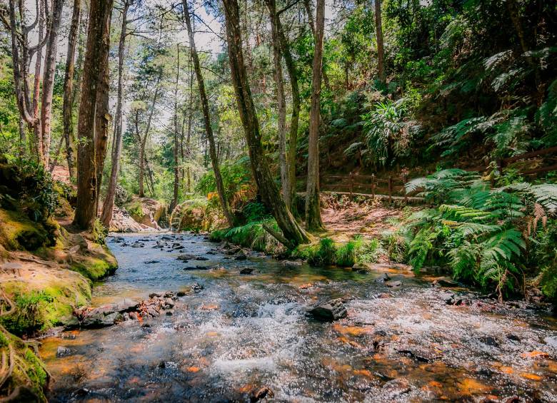 El parque Arví es una reserva forestal con una extensión de 1.761 hectáreas. Foto: cortesía Parque Arví.