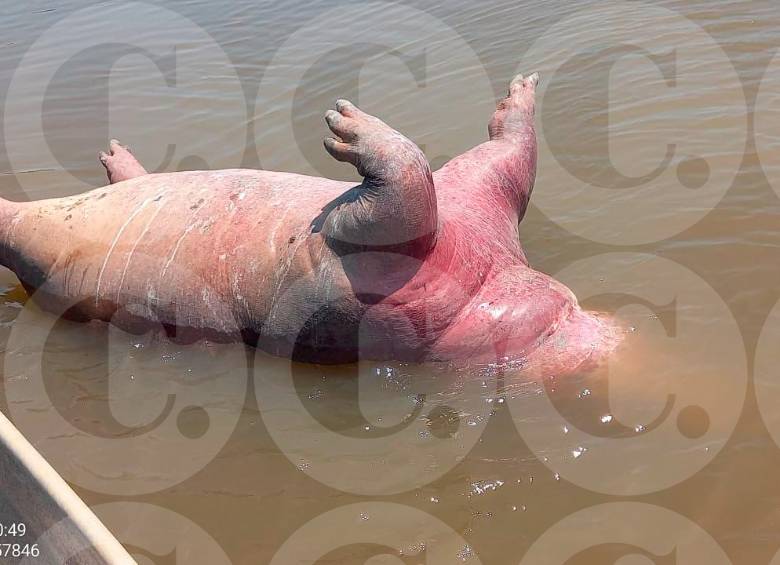 Así encontraron al hipopótamo en las aguas del río Magdalena este fin de semana en Puerto Triunfo. Es el tercero de este año. FOTO: CORTESÍA MIORIENTE
