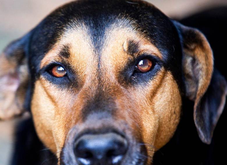 ¿Por qué los perros no pueden comer alimentos con sal?