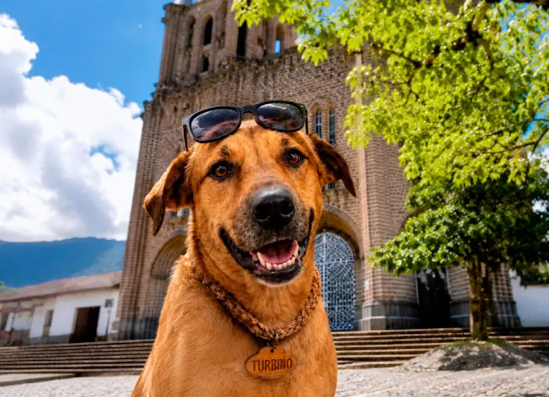 Así luce Turbiño, el perro protagonista de la primera serie vertical con IA creada por Teleantioquia. FOTO Cortesía