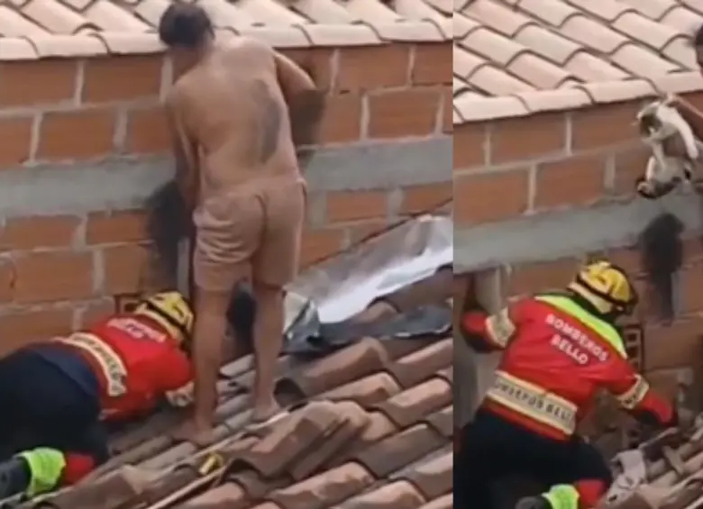 Gato fue rescatado por bomberos tras quedar atrapado entre dos paredes en Bello. FOTO: captura de video. 