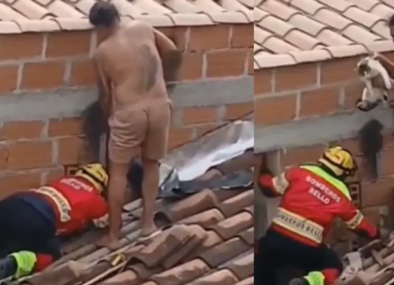 Gato fue rescatado por bomberos tras quedar atrapado entre dos paredes en Bello. FOTO: captura de video.