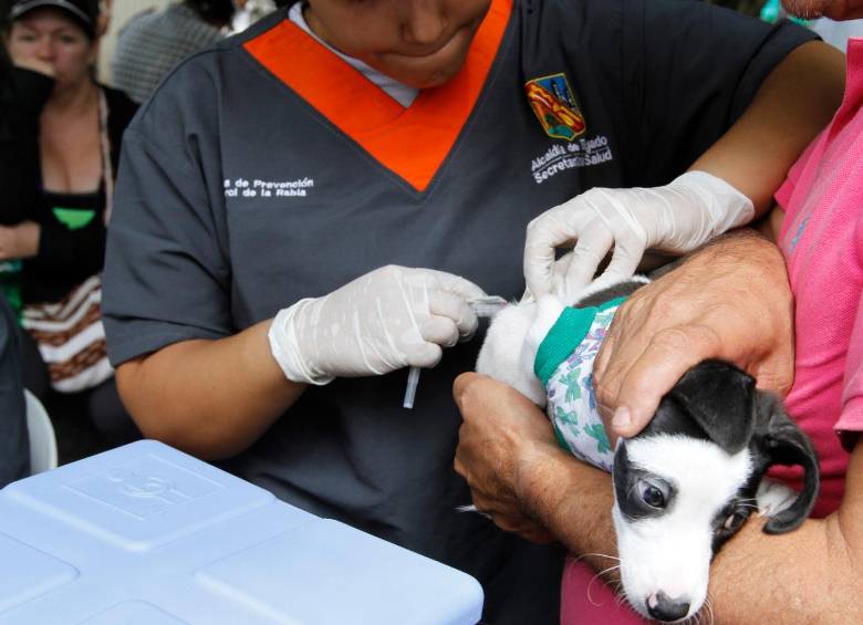 España lanza al mercado nueva vacuna contra la leishmaniasis en perros