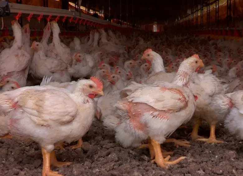 El Servicio Veterinario Oficial de Brasil confirmó un foco de Influenza Aviar de Alta Patogenicidad en una explotación de aves reproductoras en Rio Grande do Sul. FOTO cortesía ICA