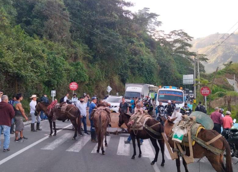 Hasta caballos utilizaron los manifestantes para hacer el bloqueo en la vía al Occidente. FOTO: CORTESÍA