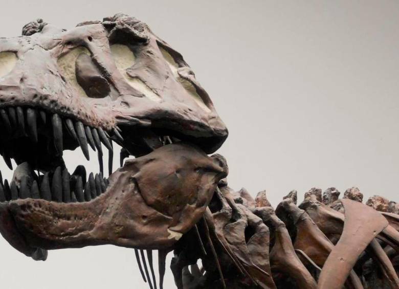 Fotografía de una réplica de un esqueleto de un T. rex en el Museo Senckenberg de Frankfurt, Alemania. Foto: Cortesía Kai R. Caspar.