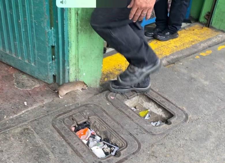 Los locales inspeccionados estaban infestados de roedores e insectos, y los productos estaban almacenados en neveras no adecuadas. FOTO: Alcaldía de Medellín