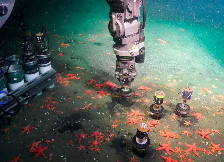 El brazo mecánico del ROV recoge muestras a miles de metros de profundidad, rodeado de estrellas de mar rojas en el lecho marino de la Zona de Fractura Doldrums. FOTO cortesía Schmith Ocean Institute (SOI)