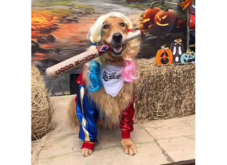  Harley Quinn también inspiró a algunos dueños de mascotas a vestir a sus perritos de la popular villana de DC Comics. Foto: redes sociales