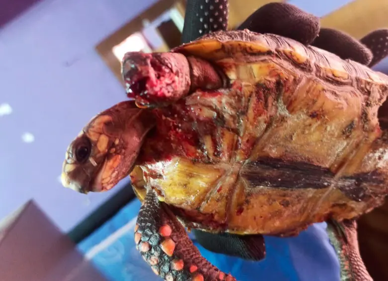 Escenas como esta es la que presencian cada día los integrantes del CAV de Cornare. Esta tortuga, al igual que cientos de animales, sufrieron una agonía dolorosa tras ser atacada por animales domésticos. FOTO cornare