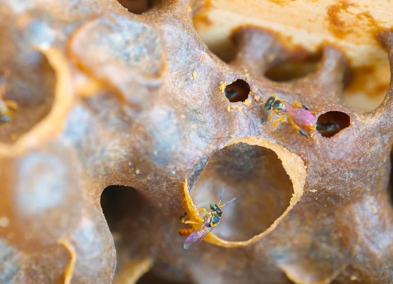 Contrario a la opinión general, la mayoría de las abejas son animales solitarios. No todas producen miel. Incluso algunas anidan bajo tierra. Foto: Cortesía.
