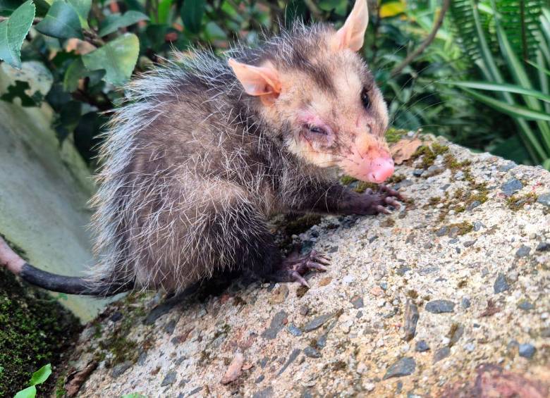 Perros y gatos arrasan con la fauna: van 1.200 ataques desde 2022 en el Oriente antioqueño