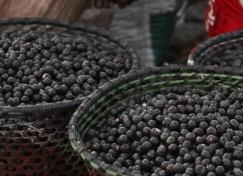 Brasil es el principal productor mundial de acaí. Foto: AFP