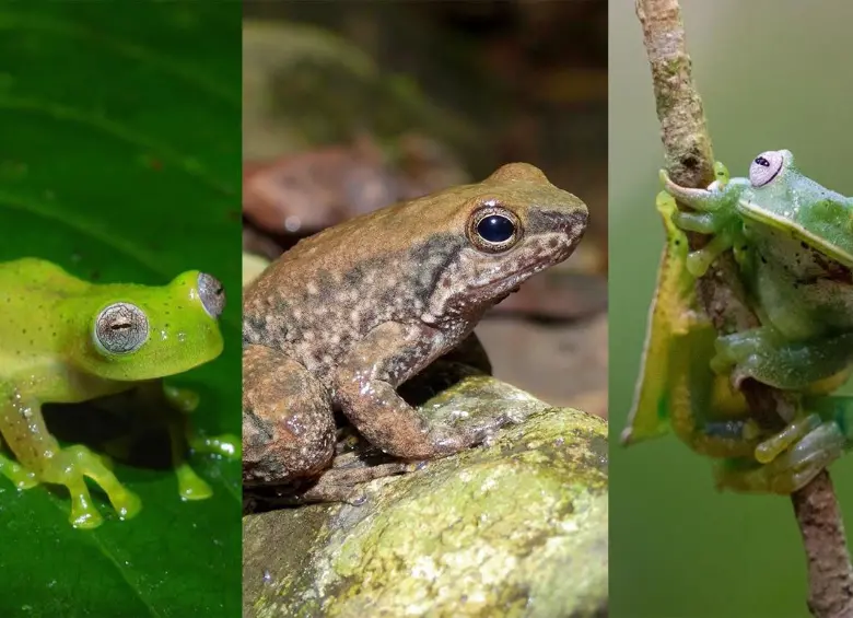 Dos especies de rana fueron registradas por primera vez en el departamento del Huila y una tercera amplió su distribución al municipio de Neiva. FOTO cortesía