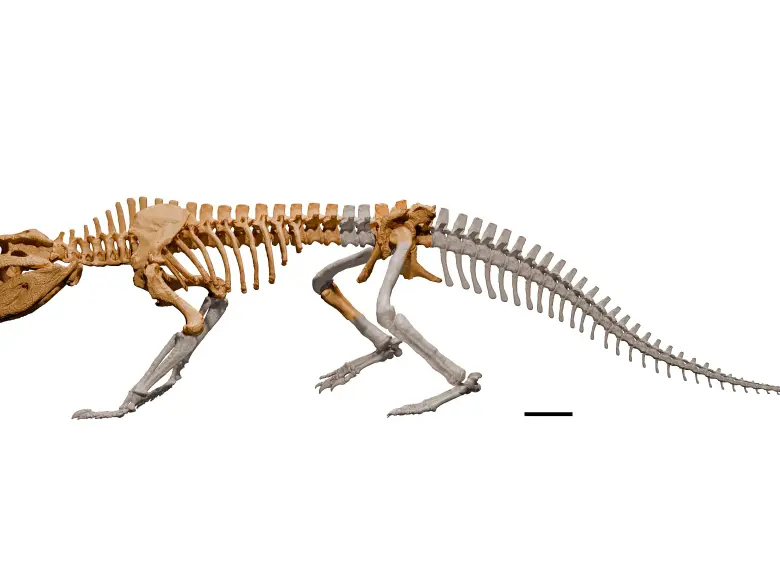 Esqueleto casi completo de Kostensuchus atrox, cuya robusta mandíbula y cráneo corto revelan su rol como depredador tope en la Patagonia cretácica. FOTO cortesía Santiago Miner