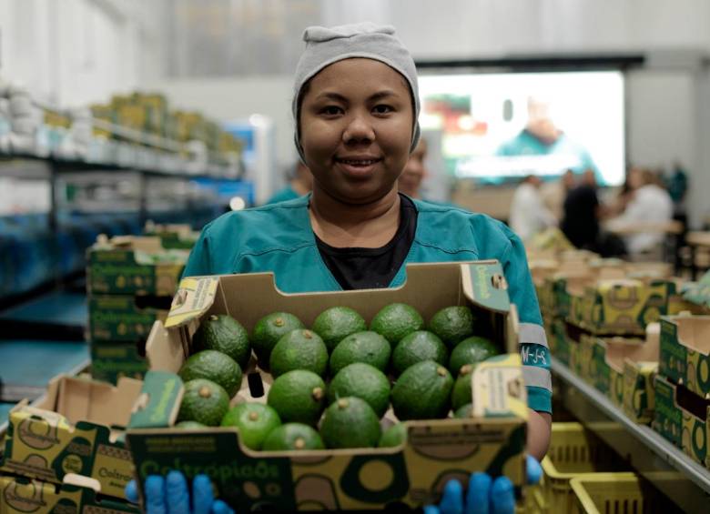 Con la tecnología y eficiencia de GreenYellow, Coltrópicos llevará el aguacate Hass a todo el mundo. Foto: Cortesía
