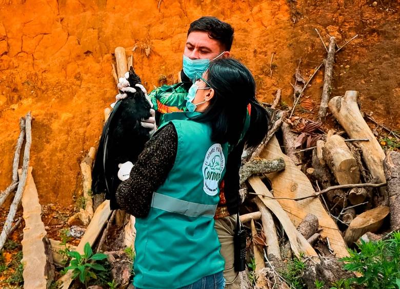 La Unidad Forense de la Universidad Remington investigando el caso de los gallinazos en Guarne. FOTO: Corantioquia