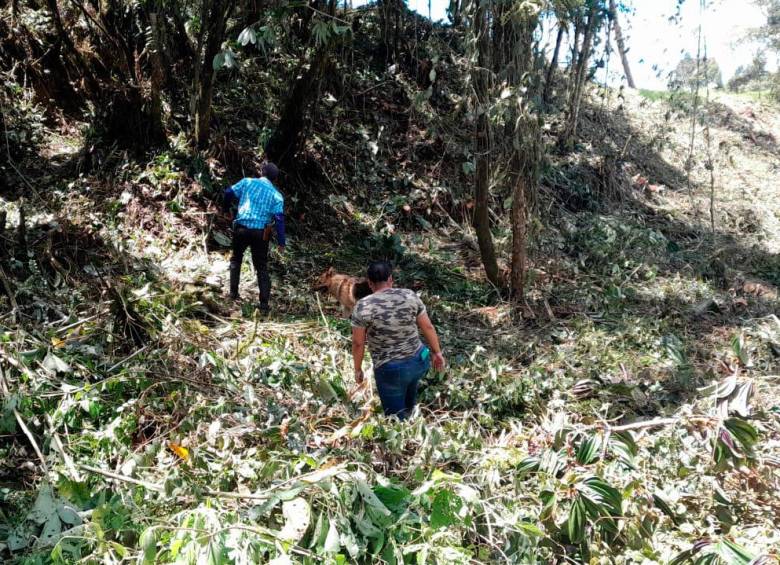 La tala de 300 árboles desató polémica y expuso una pelea entre familias en el municipio de La Unión
