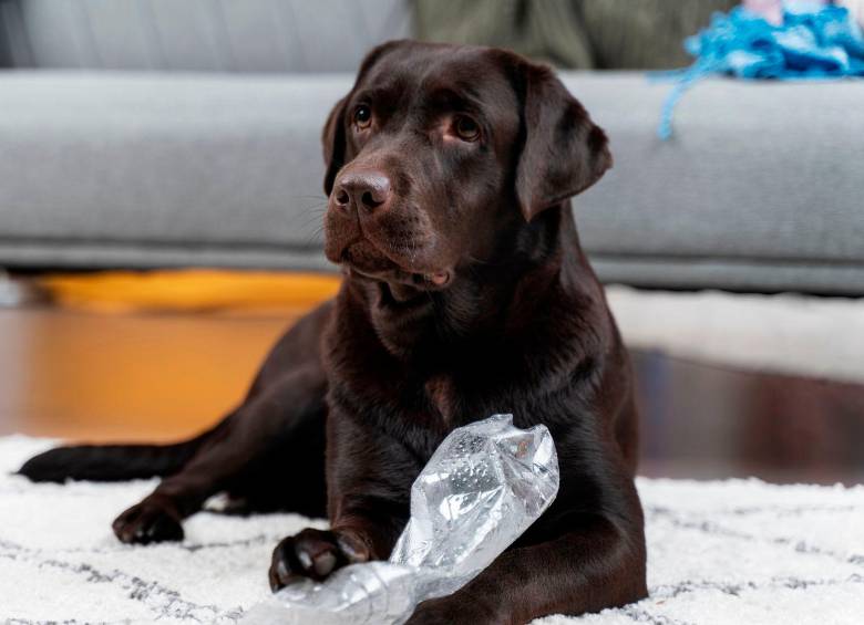 [En video] Cinco perros que disfrutan comer hielo
