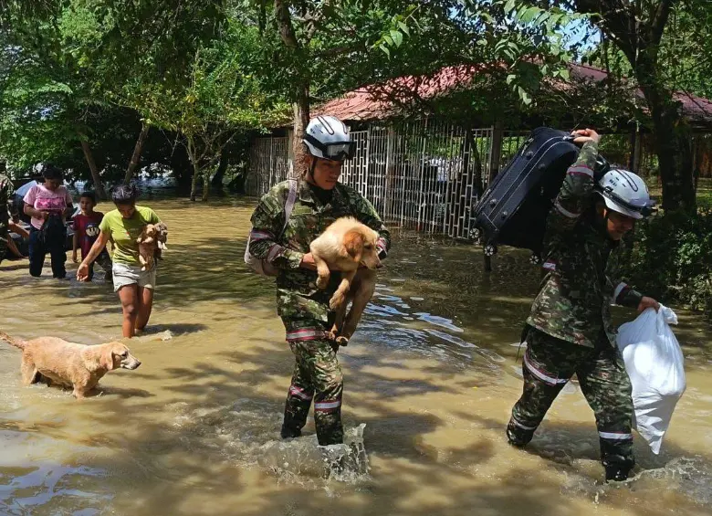 A la fecha, según el Ejército, cerca de 300 mascotas han sido puestos a salvo gracias al rescate de soldados. FOTO: @COL_EJERCITO.