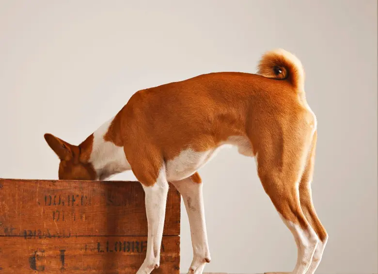 Así puedes entrenar el olfato de tu perro