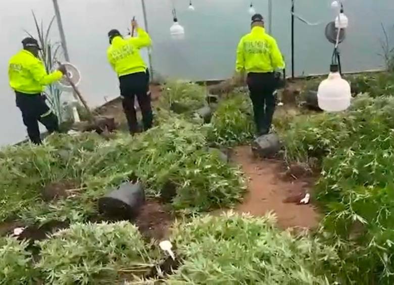 En el invernadero se producían más de mil kilos del alucinógeno, según las autoridades. FOTO TOMADA DE VIDEO
