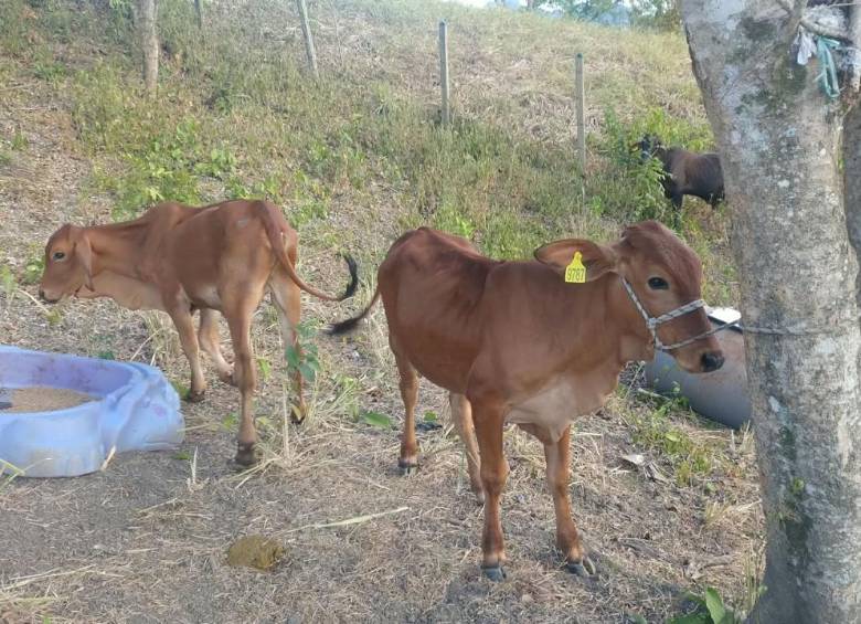Fedegán ha reportado la muerte de 19.030 animales, con pérdidas estimadas en $52.238 millones. Foto: Fedegán