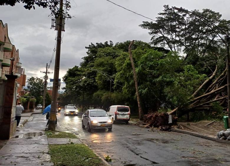 En el sector La Mota el aguacero del viernes derribó un inmenso árbol, incluso desprendiendo su raíz del asfalto. Los senderos peatonales aún están obstaculizados. Foto: VÍCTOR A. ÁLVAREZ