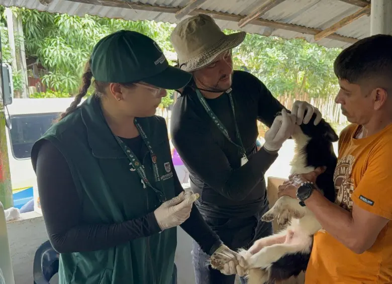 Esta es una de las jornadas para atender a los gatos y perros en el Urabá antioqueño. FOTO: cortesía Gobernación de Antioquia