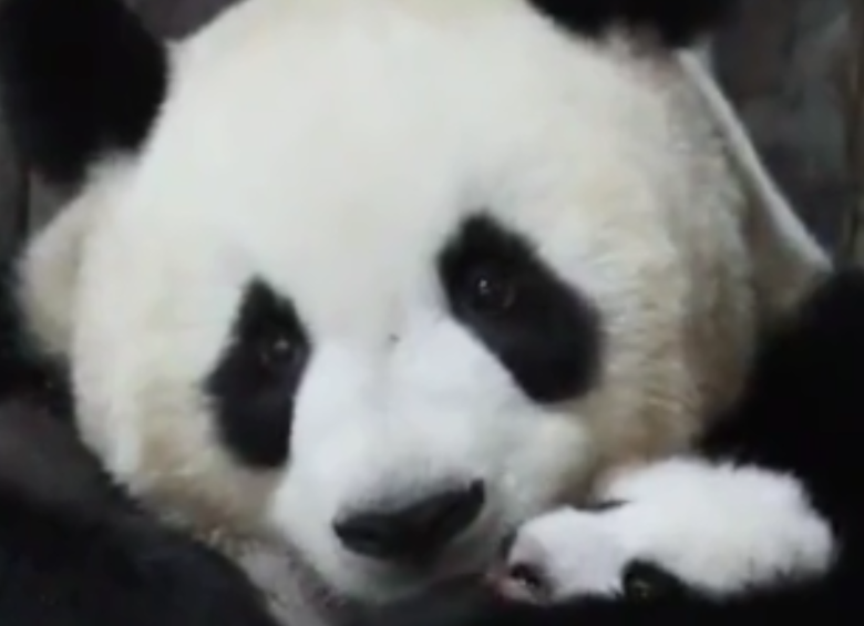 Al parecer, los hechos sucedieron en China. FOTO: Captura de pantalla