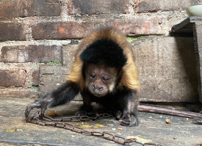 El animal fue encontrado gracias a una llamada anónima. FOTO: Corporación Autónoma Regional del Alto Magdalena
