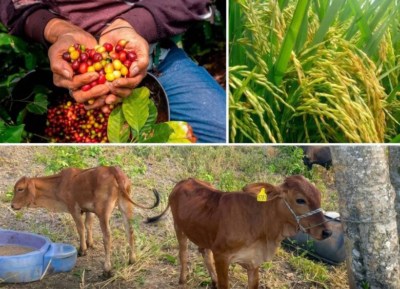 Uno de los sectores más expuestos a El Niño es el café. Genera riesgos para la producción por déficit hídrico, altas temperaturas y plagasA esto se suma que, según Corficolombiana, el 82% de las pérdidas y daños directos ocasionados por fenómenos climáticos de este tipo en América Latina recaen sobre el sector agropecuario, lo que convierte al campo en uno de los sectores más vulnerables.
