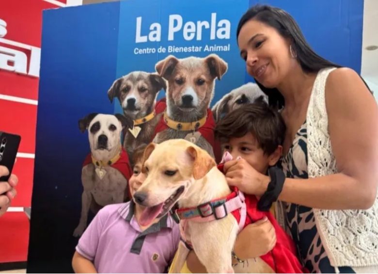 Superman ayuda a los superhéroes de cuatro patas que buscan un hogar definitivo en Medellín