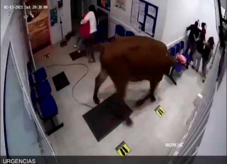 Varios habitantes intentaron sacar a la vaca con una soga que esta traía atada al cuello, pero no fue suficiente. Cortesía MiOriente