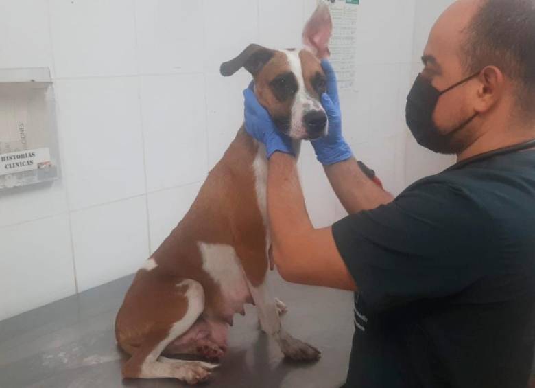 En abril el Cuerpo de Bomberos de Medellín rescató al mayor número de animales en situaciones de emergencia (50) en 2021. FOTO: CORTESÍA DEL DAGRD.