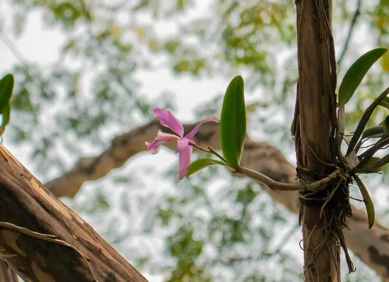 Las orquídeas instaladas en los árboles del Centro de Medellín son nativas y varias han estado en riesgo de extinción. FOTO: CORTESÍA ALCALDÍA DE MEDELLÍN