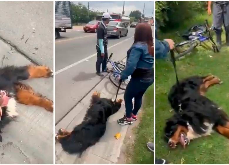 En video: Quedó registrado presunto maltrato a perro en vías de Cundinamarca
