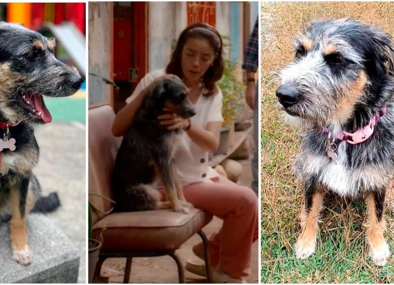 Dua Lipa es Mijito, el perro que aparece en la serie de Rigo Urán