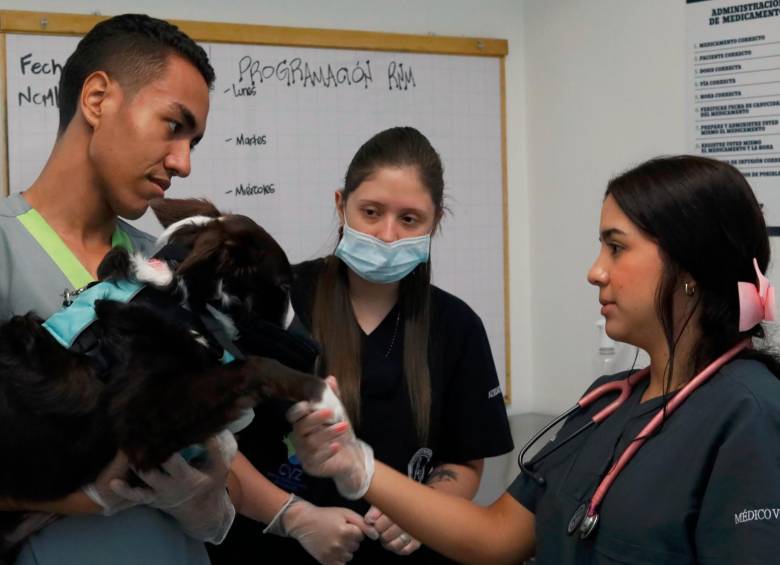 Esta es Moka, la perrita a la que le hicieron la primera valvuloplastia pulmonar a un canino en Colombia